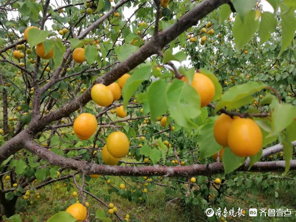 正是杏子成熟时！青岛第五批观光采摘线路发布